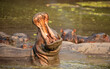 © robertharding - Hippopotamus Amphibius (Hippo), open jaw used as warning by males protecting females, plentiful in the Luangwa River, Zambia, Africa