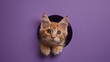 © MAY - A ginger kitten peeks curiously through a hole in a purple wall.