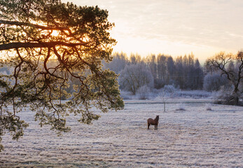 Wall Mural - beautiful winter frozen rural landscape at sunset