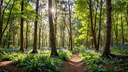 Sticker - Sunbeams Through Forest Trees.