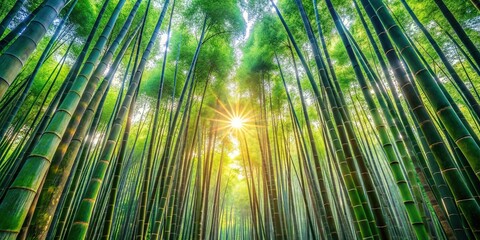 Wall Mural - Enchanting bamboo forest with sunlight filtering through, creating a tranquil atmosphere , bamboo, forest, sunlight, green