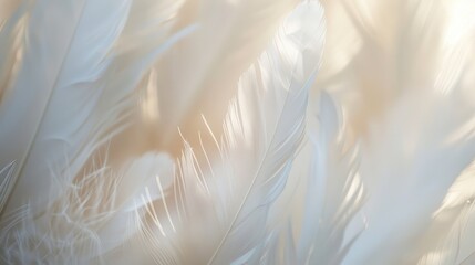 Wall Mural - A soft focus close-up of white feathers illuminated by gentle, warm light, creating an ethereal and delicate atmosphere.