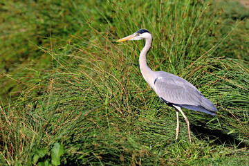 Canvas Print - Heron