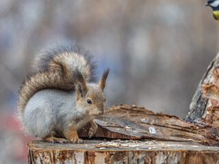 Poster - A squirrel sits on a stump and eats nuts in autumn.