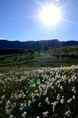 Canvas Print - The common cottongrass (Eriophorum angustifolium) in a peat bog. Gorbeia or Gorbea Natural Park.