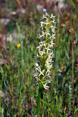 Sticker - Wild lesser butterfly-orchid (Platanthera bifolia) in a meadow