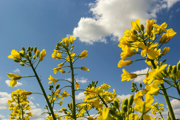 Wall Mural - Blooming canola field and blu sky with stormy clouds