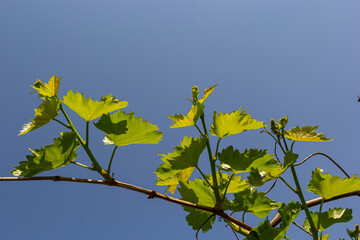 Wall Mural - Young green tender leaves of grapes on a background of blue sky in spring