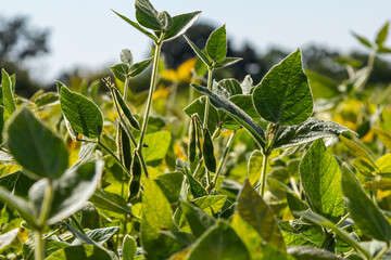 Wall Mural - Soy beans grow in the field. Selective focus. Nature