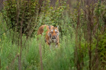 the bengal tiger from indian forests, jim corbett national park, grassland tiger