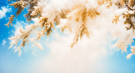 Wall Mural - Frosty Branches Against a Bright Blue Sky