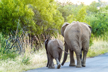 Wall Mural - elephant mother & calf, pilanesburg national park nr johannesburg south africa