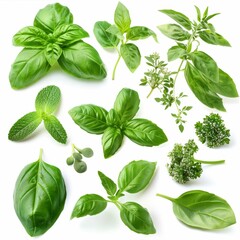 Wall Mural - Fresh herbs set isolated, parsley, basil leaves, thyme, mint seasoning, raw green condiment sprig collection