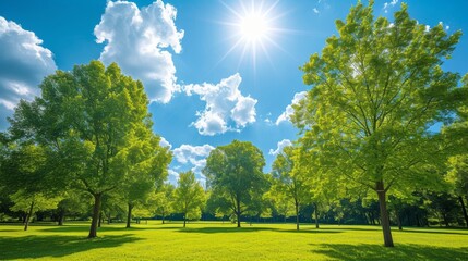 Canvas Print - Trees in a park on a sunny day, highlighting the lush foliage and bright blue sky