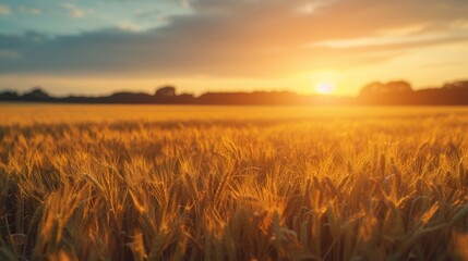 Wall Mural - Golden wheat field at sunset