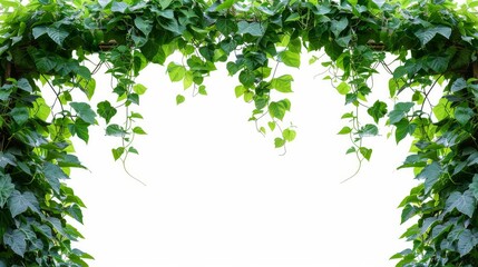 Sticker - Jungle bush of three-leaved wild vine cayratia or bush grape liana ivy plant growing with long pepper plant in wild, nature frame jungle border isolated on white with clipping path