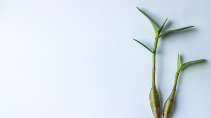 Orchid leaves isolated on white background.