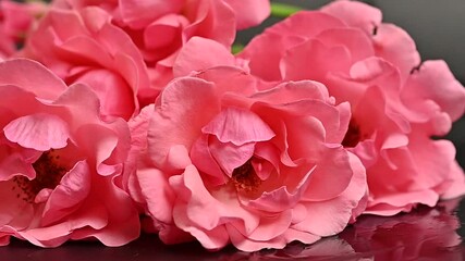 Poster - pink rose with water drops