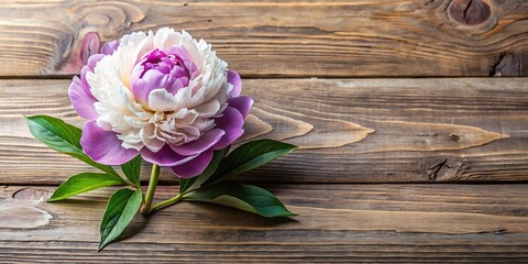 Wall Mural - Violet and creamy peony blooming on rustic wood background, peonies, flowers, floral, wooden, rustic, elegant, delicate, nature