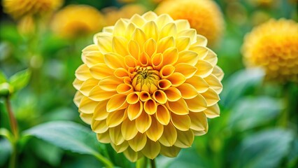 Poster - Vibrant yellow dahlia flower in full bloom, garden, floral, petals, blooming, nature, close-up, vibrant, yellow, dahlia