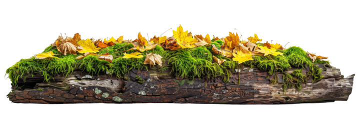 green moss on rotten tree stump and autumn yellow leaves isolated on transparent or white background