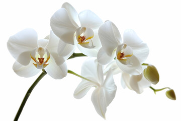 Wall Mural - White orchid on a white background, high definition close-up photographic