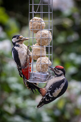 Wall Mural - A close up of two great spotted woodpeckers perched on a garden bird feeder eating suet balls, with a shallow depth of field