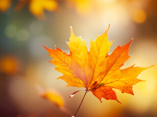 Yellow autumn leaves on a tree branch. Blurred nature background in a fall season.