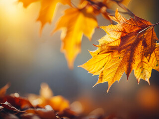 Yellow autumn leaves on a tree branch. Blurred nature background in a fall season.