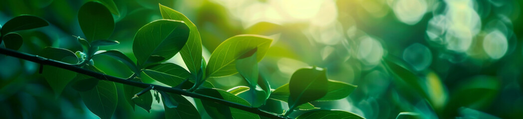 Close-up green leaves with a blurred garden background banner, a natural plant landscape for a nature wallpaper concept. Copy space, stock photo with 2/3 place for text.