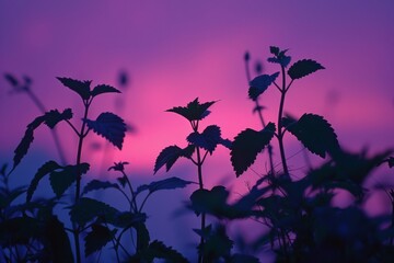 Sticker - Silhouette of Plants Against Vibrant Purple and Pink Sunset Sky