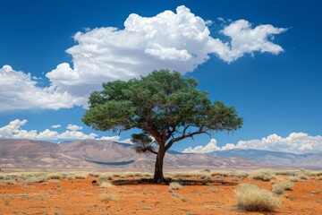 Poster - Solitary Tree in Arid Desert Landscape