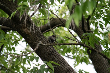 Poster - robin fledgeling calling to its mother