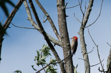 Poster - red bellied woodpecker listening for insects