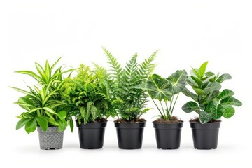 a variety of plants from a botanical garden, isolated on a clean white background