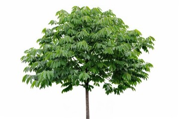 Wall Mural - A walnut tree with its broad leaves isolated on a stark white background