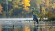 © Design - A great blue heron wades in the shallows of a lake, its reflection shimmering in the water.