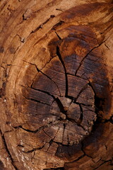 Cracked and rotten wood texture, macro photo of a wooden knot