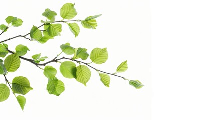 A close-up image of a green tree branch with new leaves against a white background