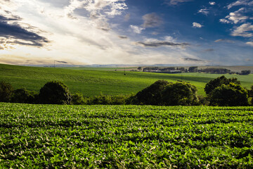 Wall Mural - Rural landscape with fresh soy field. Soybean field, in Brazil.