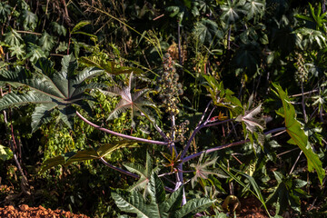 Wall Mural - Castor beans plant on field in Brazi ricinus communis seeds and flowers with selective focus