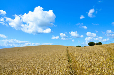 Field landscape with blue sky and a a few clouds