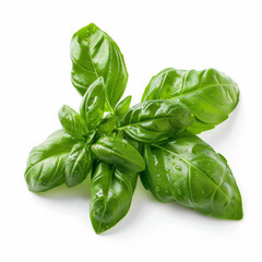 Wall Mural - A bunch of fresh, green basil with dewy leaves, isolated on white background