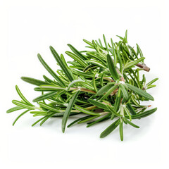 Wall Mural - A bunch of fresh, green rosemary with dewy sprigs, isolated on white background