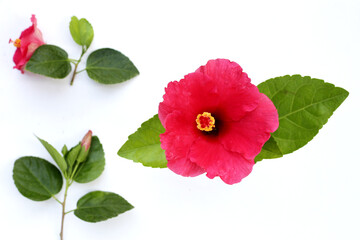 Wall Mural - Hibiscus flower with green leaves