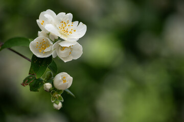 Sticker - Pustoryl unscented - white flower with yellow pistils.
