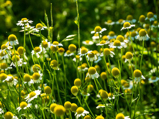 Aufkleber - Medicinal chamomile, Matricaria chamomilla L. 
This is a medicinal plant. Used in alternative medicine.