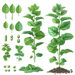soybean plant from seed to green bush. growth step by step process. growing stages, gardening hobby and raw ingredient, decent vector scene isolated on white background, png