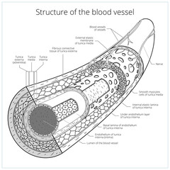 Wall Mural - Structure of the blood vessel medical colorless scheme PNG illustration. Educational material