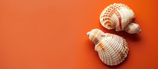 Top view of two seashells on a bright background with space for text or images. Copy space image. Place for adding text and design